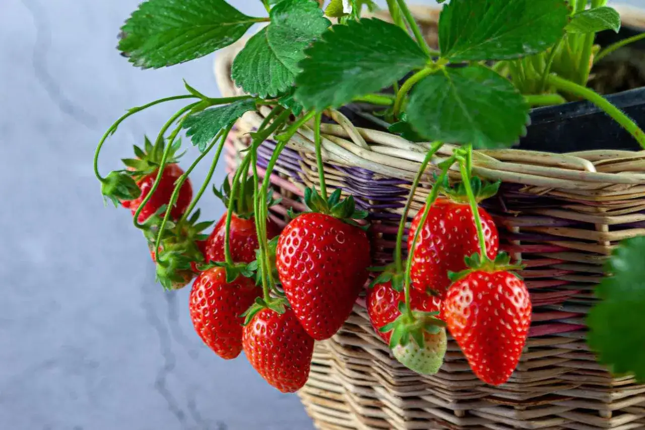Färska jordgubbar hänger från en planta i en korg. Det är enkelt att odla jordgubbar i kruka för att få egna bär.