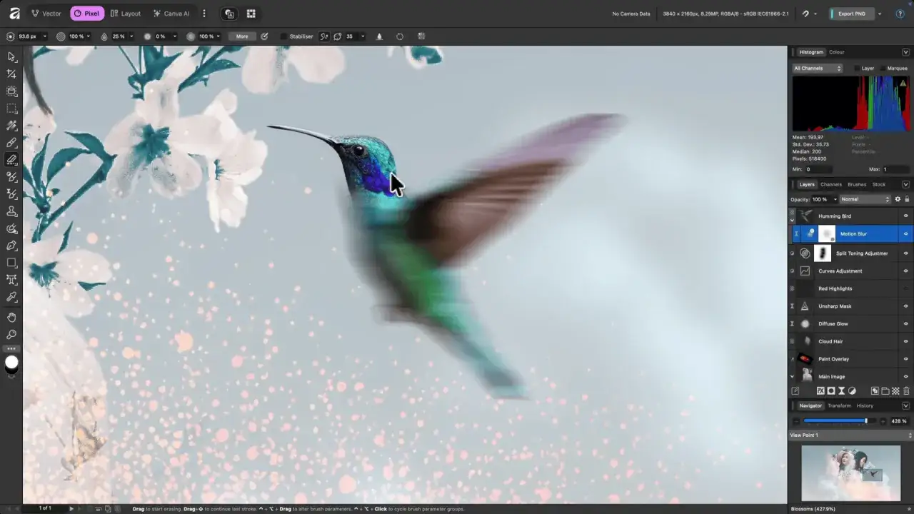 Colibr&igrave; in volo con ali sfocate, effetto motion blur in Affinity v2. Fiori bianchi e particelle luminose sullo sfondo.