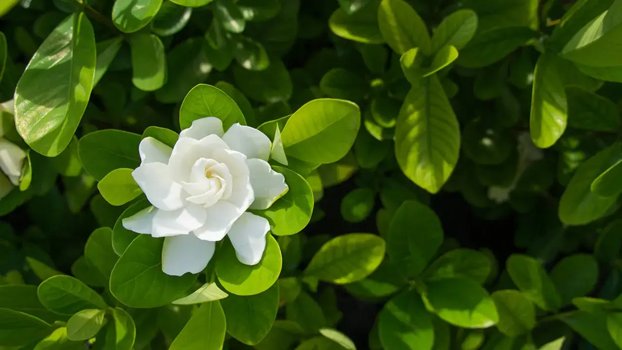 A single white gardenia flower blooms amidst lush green leaves, hinting at its potential gardenia flower benefits for skin.