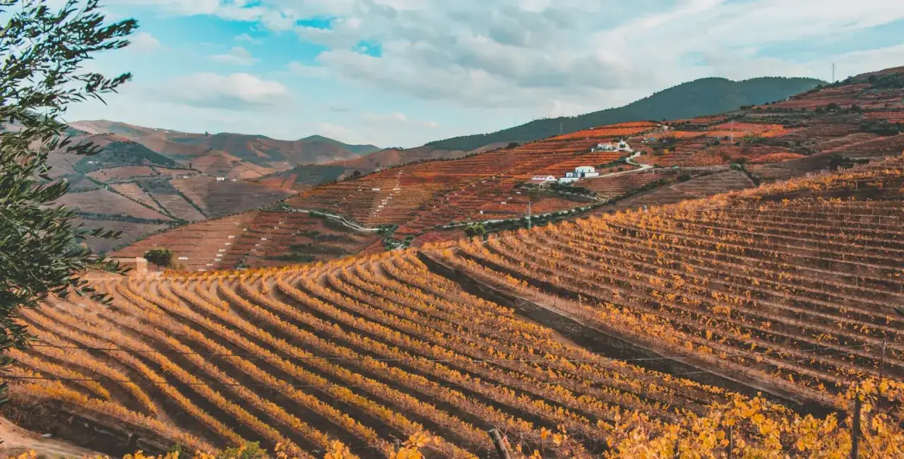 Paisaje oto&ntilde;al en Portugal en octubre. Terrazas de vi&ntilde;edos con hojas doradas y ocres, colinas onduladas y casas blancas.