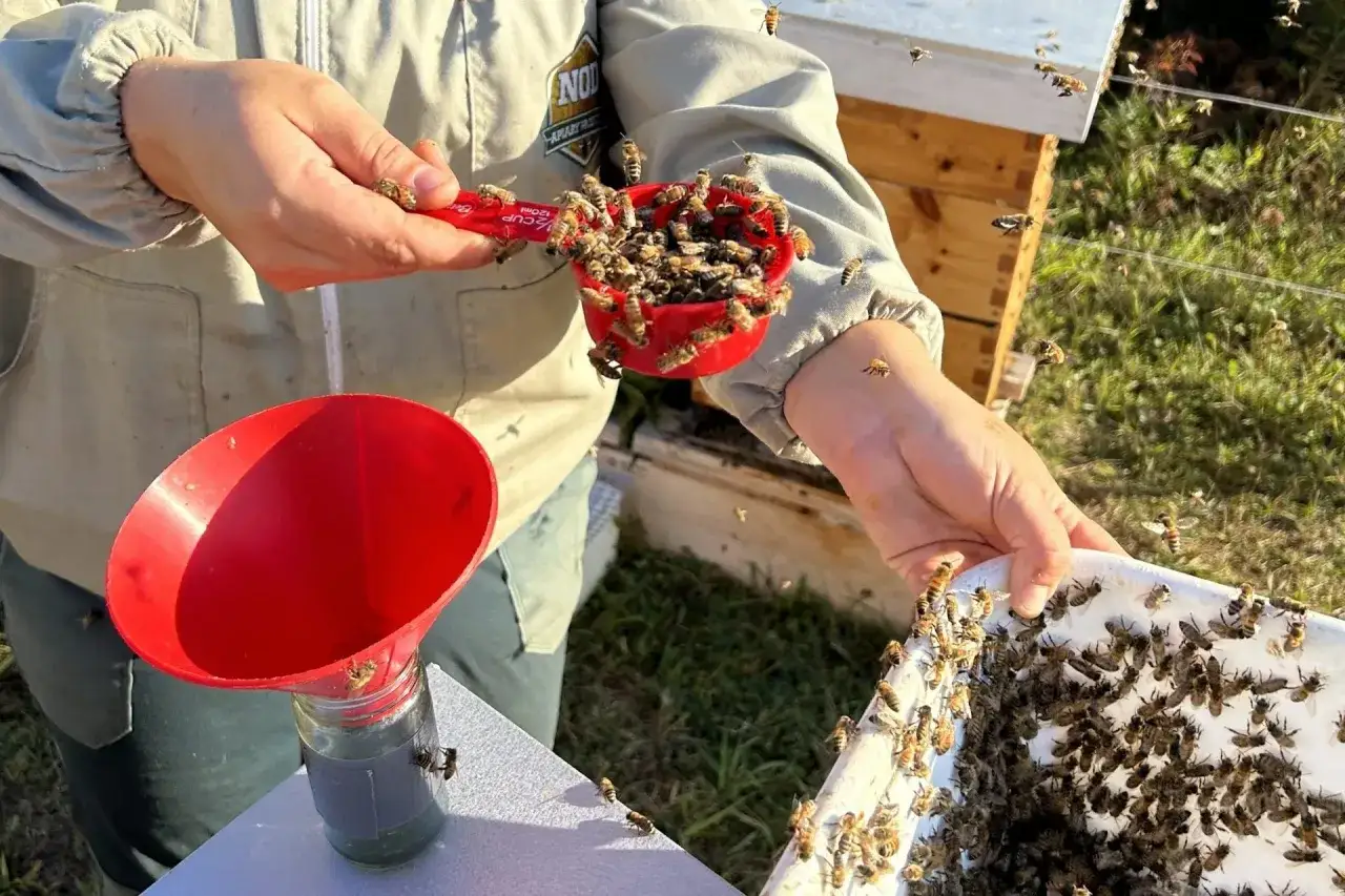Beekeeper collecting bees for varroa mite treatment. A red scoop overflows with bees, ready to be transferred into a jar via a funnel.