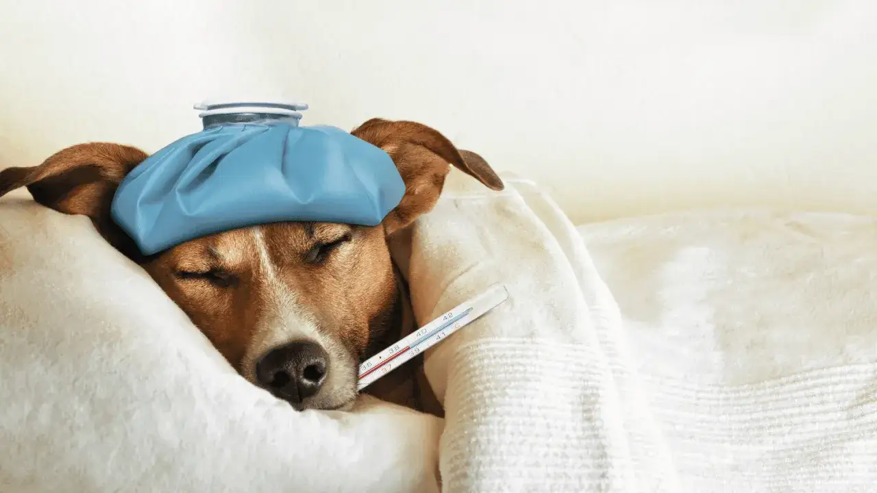 Chien malade avec compresse sur la t&ecirc;te et thermom&egrave;tre. Recherche d'un fi&egrave;vre chien traitement naturel.
