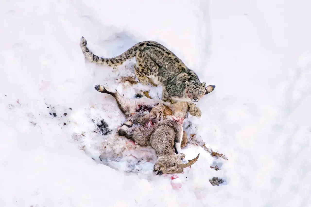 Leopardo de las nieves junto a su presa, un íbice, en la nieve. Así es como el leopardo de las nieves se alimenta.
