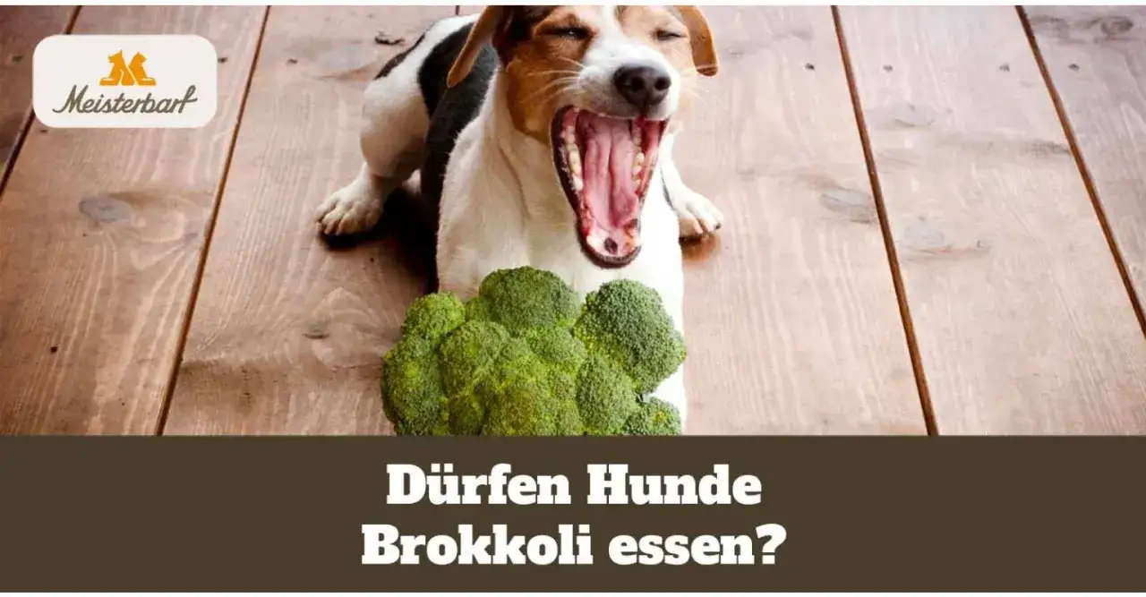 Ein Hund g&auml;hnt vor einem Haufen Brokkoli. Die Frage: D&uuml;rfen Hunde Brokkoli essen? Wie lange kochen?
