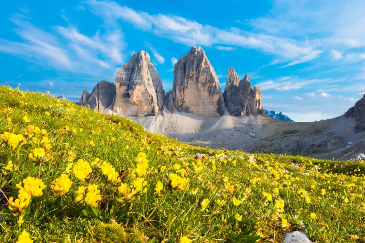 Kwiaty na łące przed majestatycznymi szczytami Tre Cime di Lavaredo. Alpy włoskie miejscowości zachwycają o każdej porze roku.