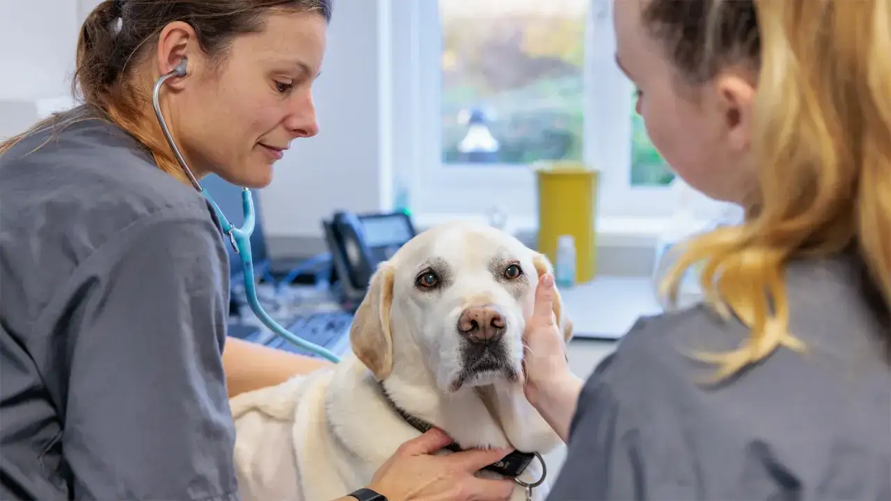 Veterinarians perform pet wellness exams on a Labrador. The dog looks calm as a vet checks its face.