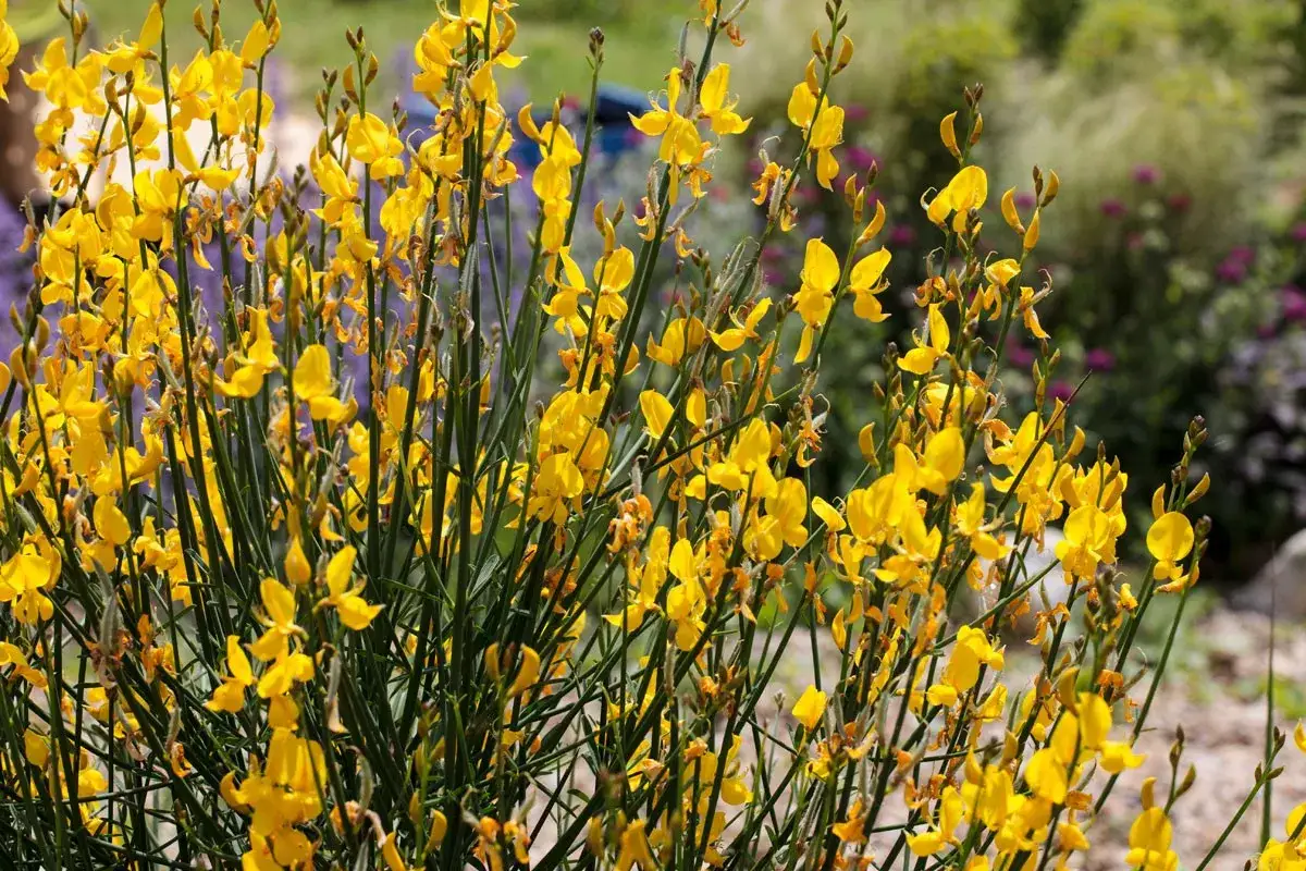 Un buisson de gen&ecirc;ts en fleurs, d'un jaune &eacute;clatant, illumine le paysage. La taille des gen&ecirc;ts est parfaite pour ce d&eacute;cor naturel.