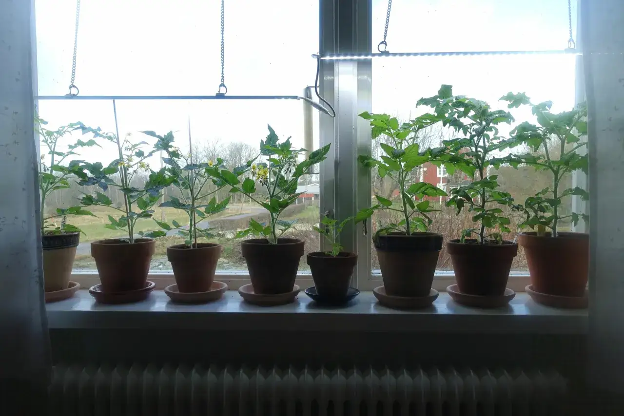 Flera tomatplantor med sm&aring; gula blommor st&aring;r i krukor p&aring; en f&ouml;nsterbr&auml;da, belysta av en v&auml;xtlampa. En ov&auml;ntad syn med s&aring; tomater i januari.