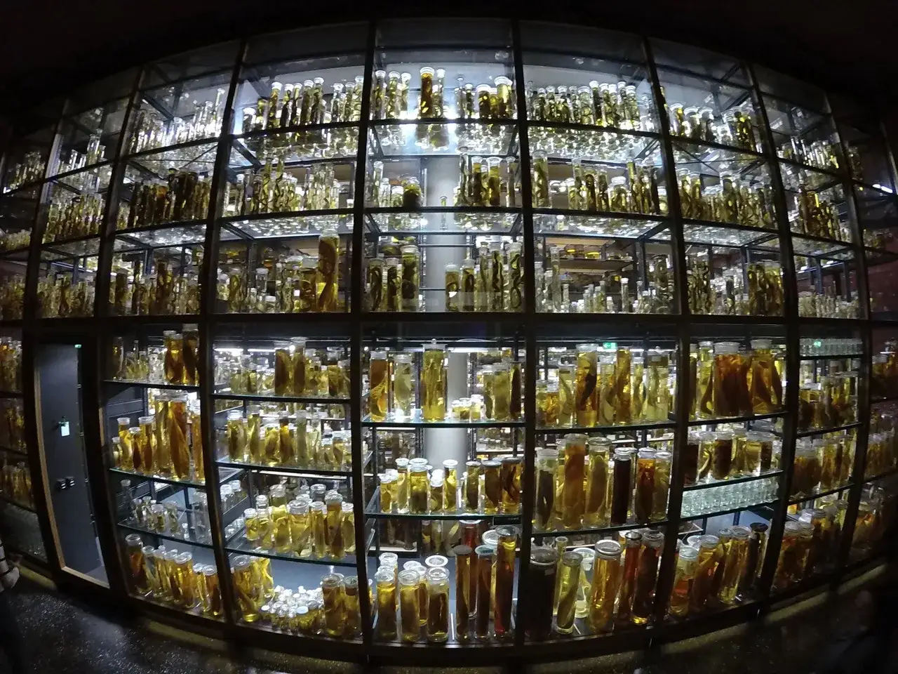 Słoiki z okazami w płynie w muzeum historii naturalnej Berlin. Wiele szklanych naczyń wypełnionych żółtawym płynem i różnymi obiektami.