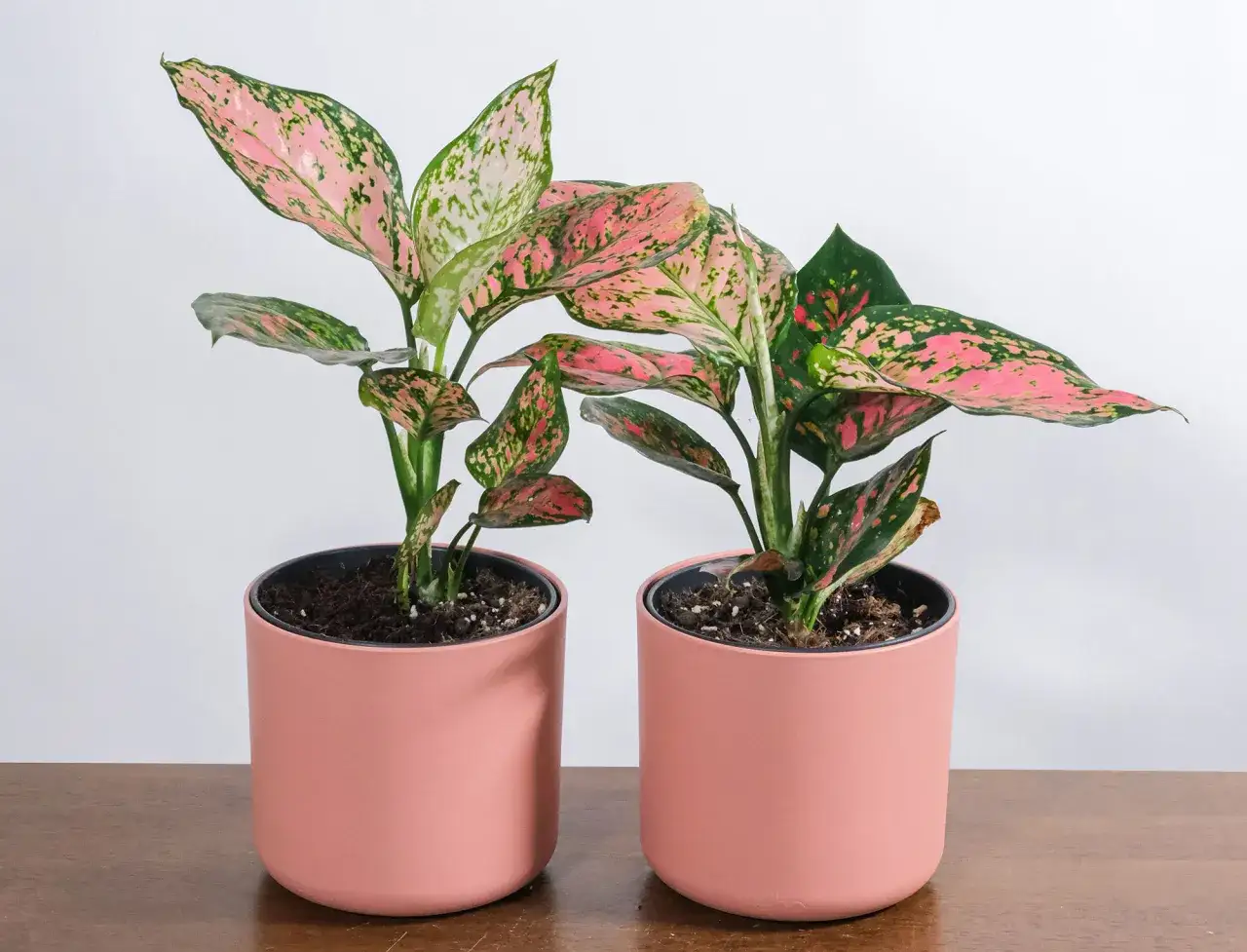 Dwa doniczkowe aglaonema kwiaty z różowo-zielonymi liśćmi, stojące na drewnianym blacie.