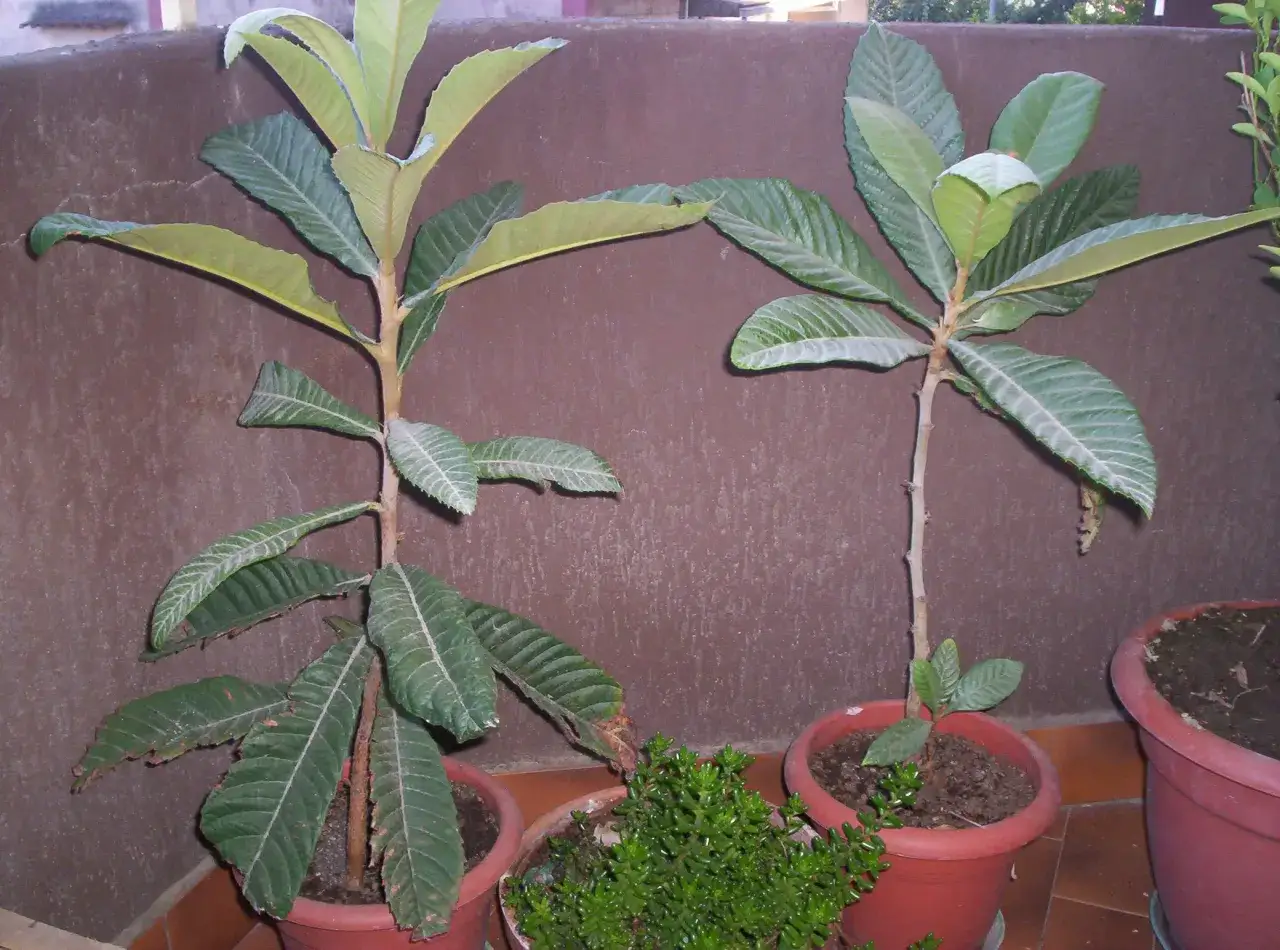 Due giovani nespoli nati da seme, con foglie verdi e lunghe, crescono in vasi di terracotta.