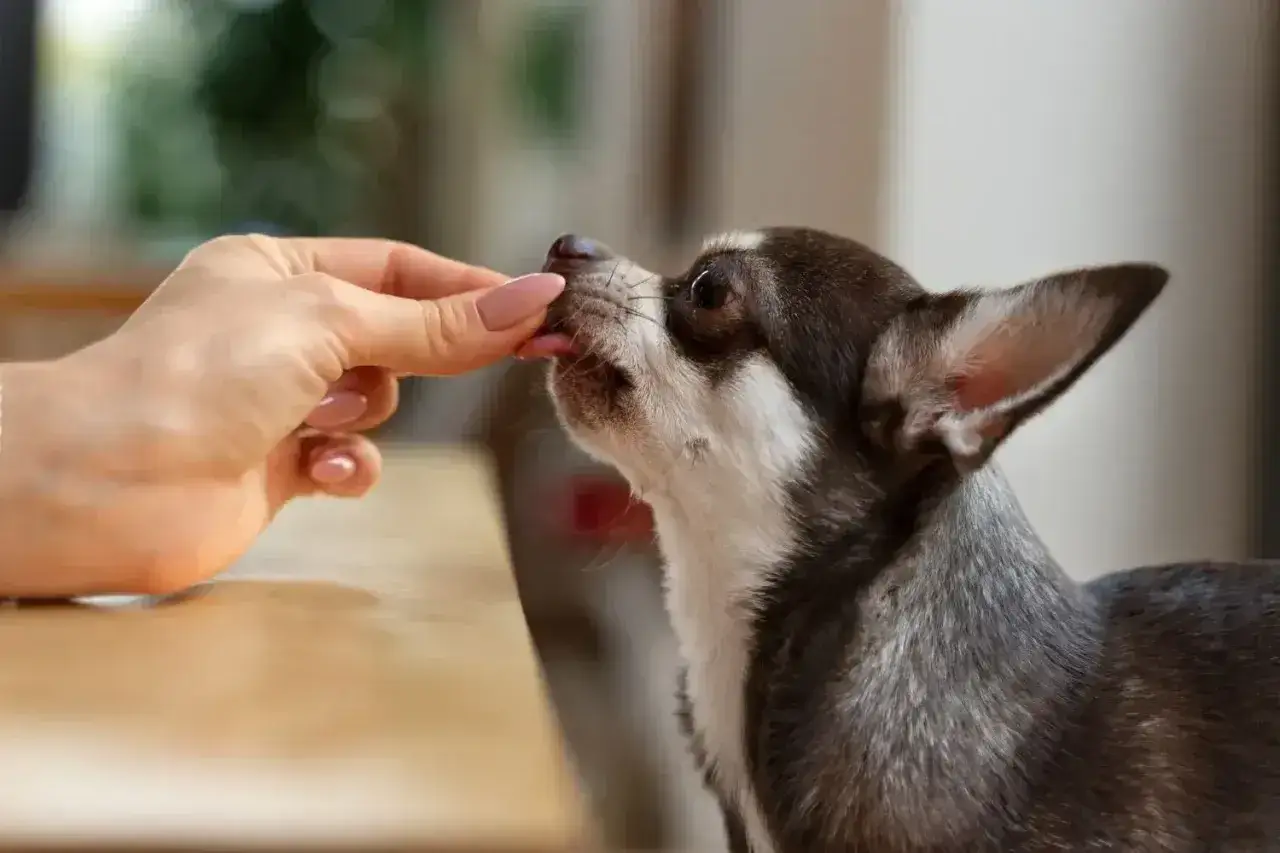 Chihuahua zjada przysmak z ręki. Zastanawiasz się, ile nospy dla psa 10 kg będzie odpowiednie?