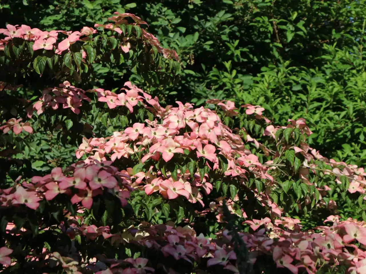 Ein üppiger japanischer Hartriegel mit zarten rosa Blüten und dunkelgrünen Blättern, die sich im Sonnenlicht abzeichnen.