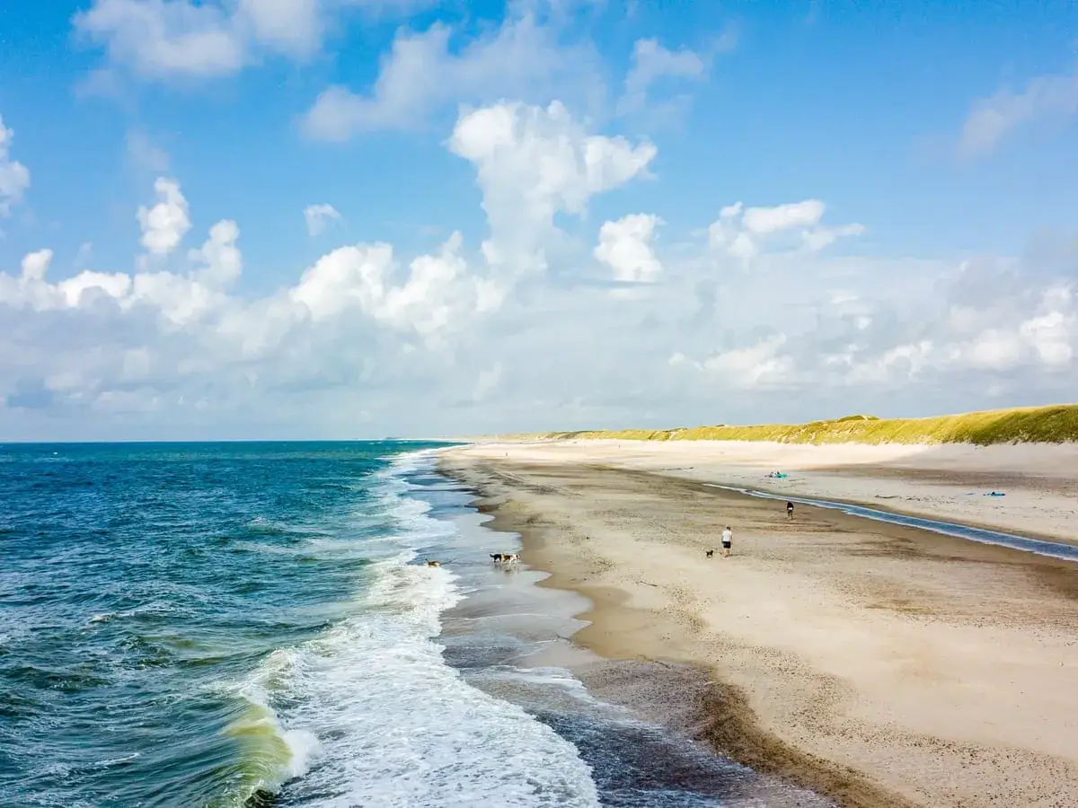En vidsträckt strand med vit sand i Danmark. Blågrönt hav möter sanden där några hundar leker. Gräsbeklädda dyner sträcker sig längs kusten.