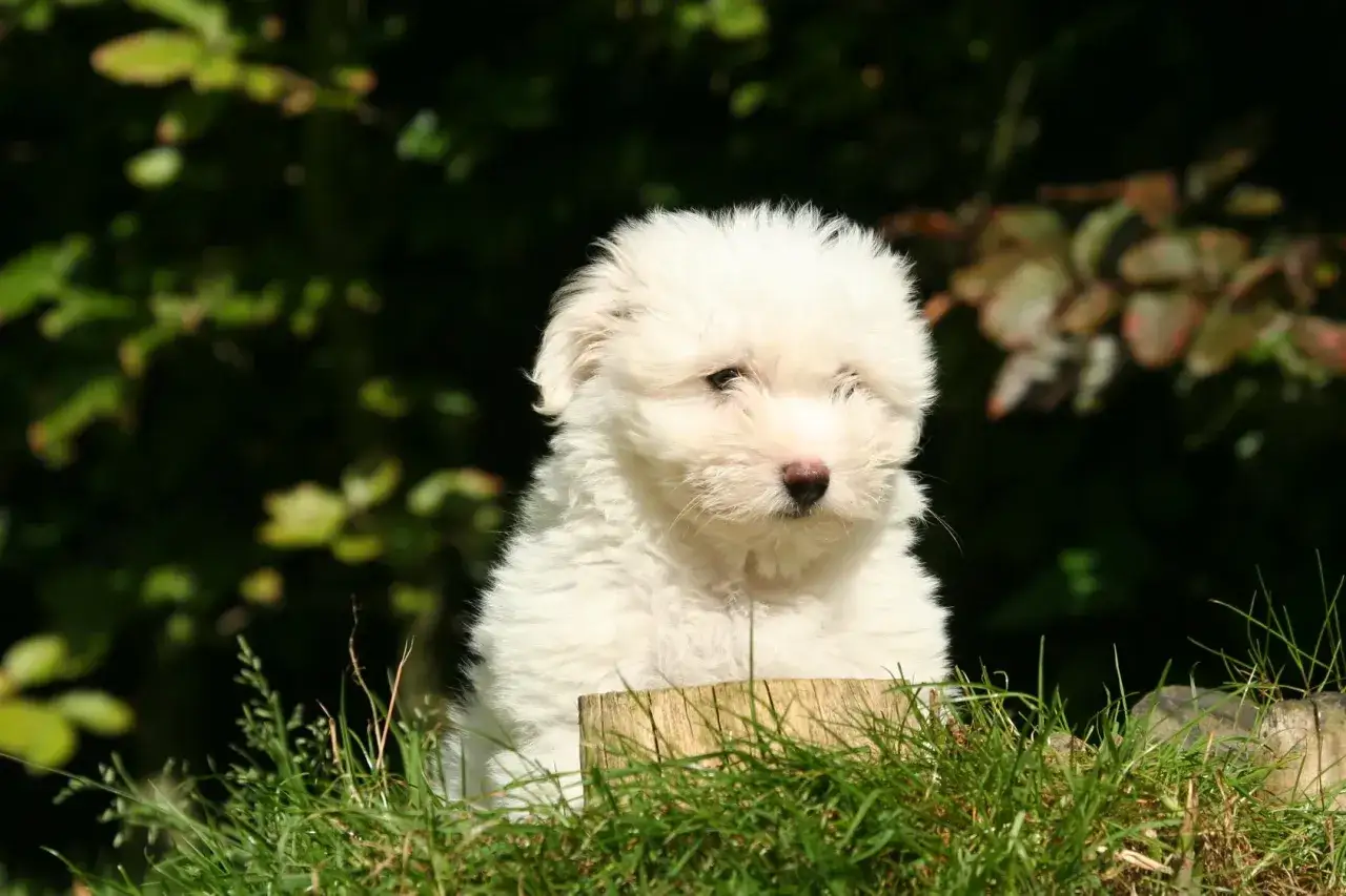 Uroczy szczeniak rasy Coton de Tulear, z puszystym białym futerkiem, siedzi w trawie. Jego cena jest niewysoka jak na taką słodycz.