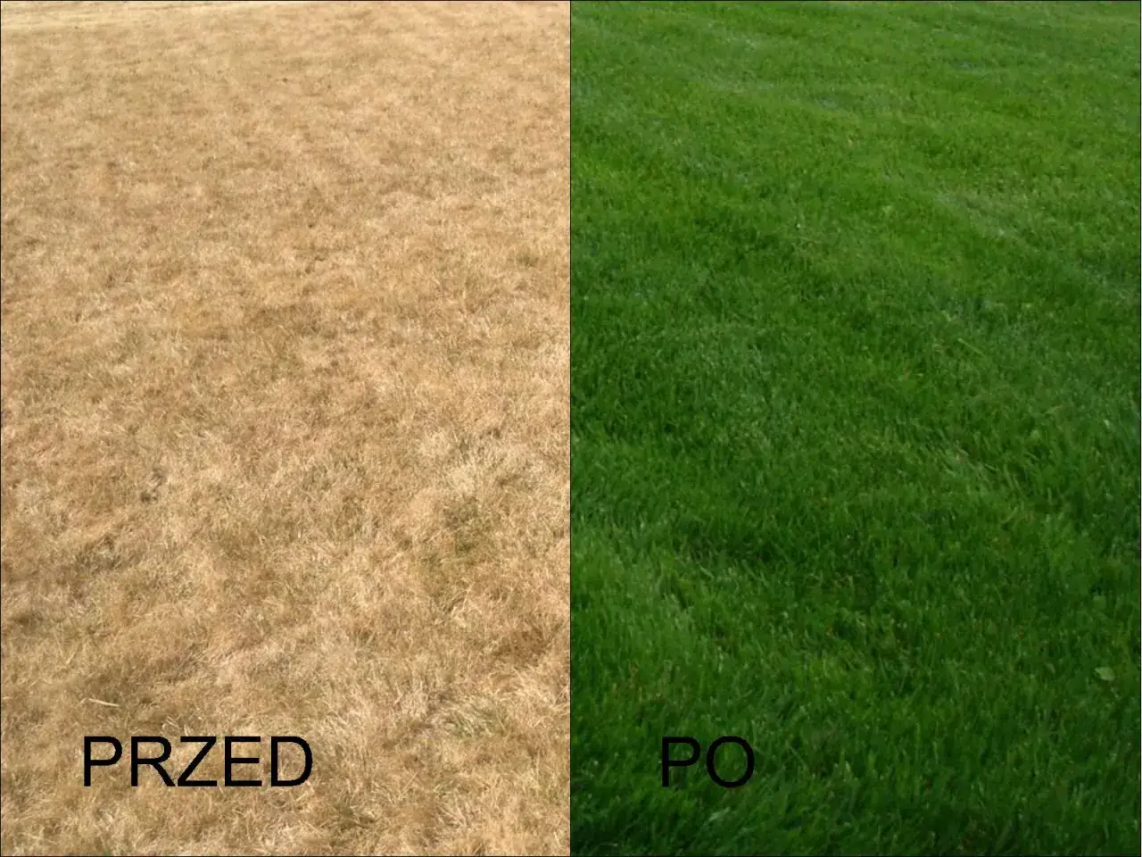 Przed i po zabiegu wertykulacji i aeracji: sucha, brązowa trawa po lewej, bujna, zielona po prawej.