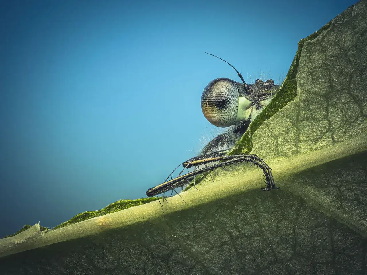 Makro zbliżenie na oko ważki, z widocznymi detalami dzięki technice focus stacking. Owad siedzi na zielonym liściu.