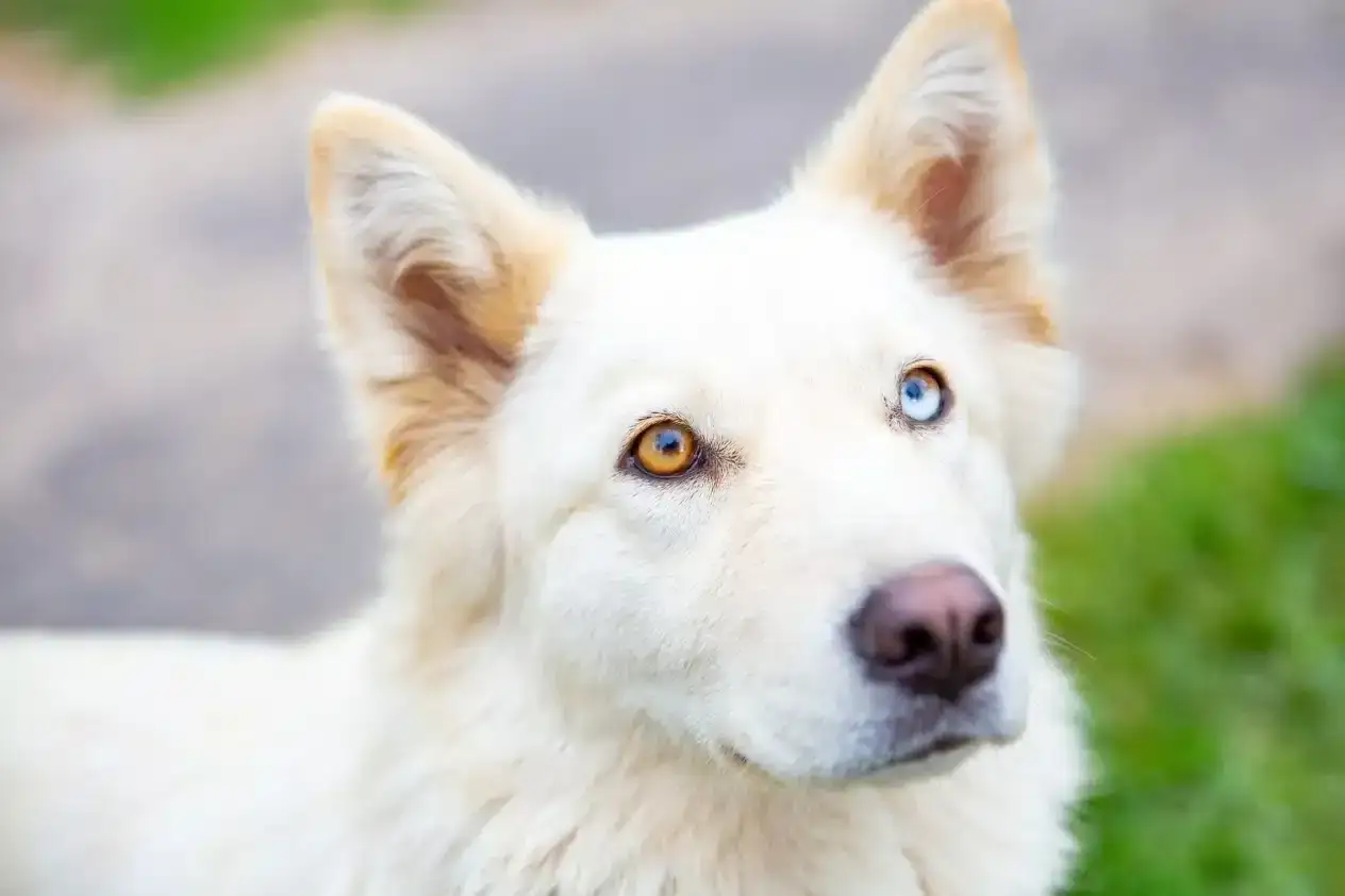 Biały pies z niezwykłą heterochromią u psa – jedno oko bursztynowe, drugie błękitne.