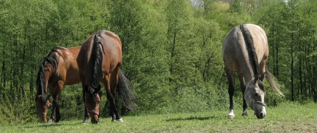 Stadnina Romex Olszewo-Borki konie fryzyjskie