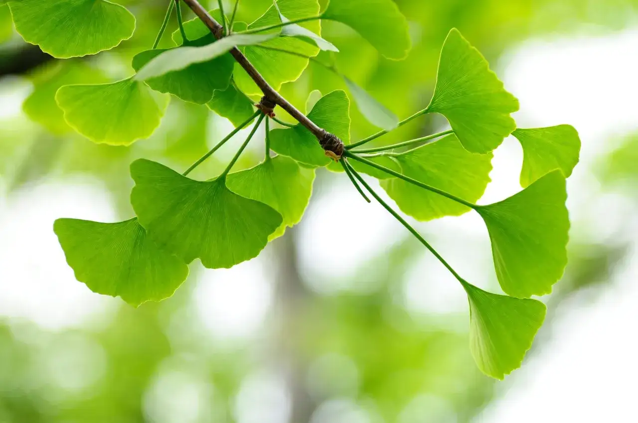 Liście miłorzębu japońskiego, znanego z właściwości poprawiających pamięć i krążenie. Ginkgo biloba na co? Na zdrowie!