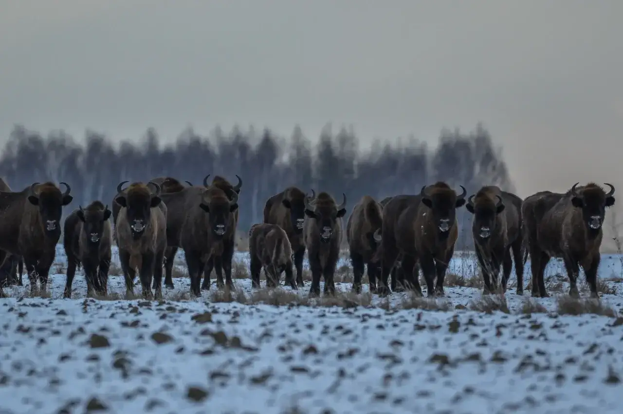 Stado żubr&oacute;w na śniegu. Idealny widok dla każdego, kto planuje zwiedzanie Białowieży zimą.