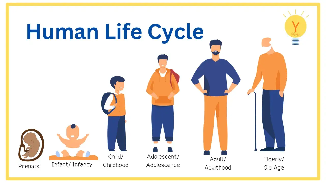 Ilustraci&oacute;n del ciclo de vida humano, mostrando las etapas: prenatal, infancia, ni&ntilde;ez, adolescencia, adultez y vejez.