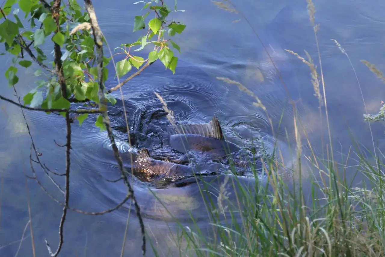 Brassen im flachen Wasser, vielleicht zur Laichzeit. Gr&uuml;ne Bl&auml;tter und Gr&auml;ser umrahmen die Szene.