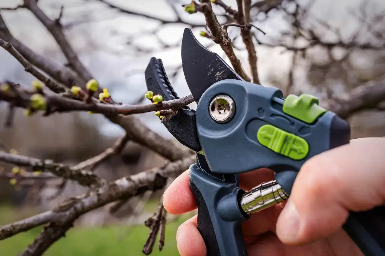 Gartenschere im Einsatz: Ein Ast wird f&uuml;r den Feigenbaum schneiden vorbereitet. Knospen sind bereits sichtbar.