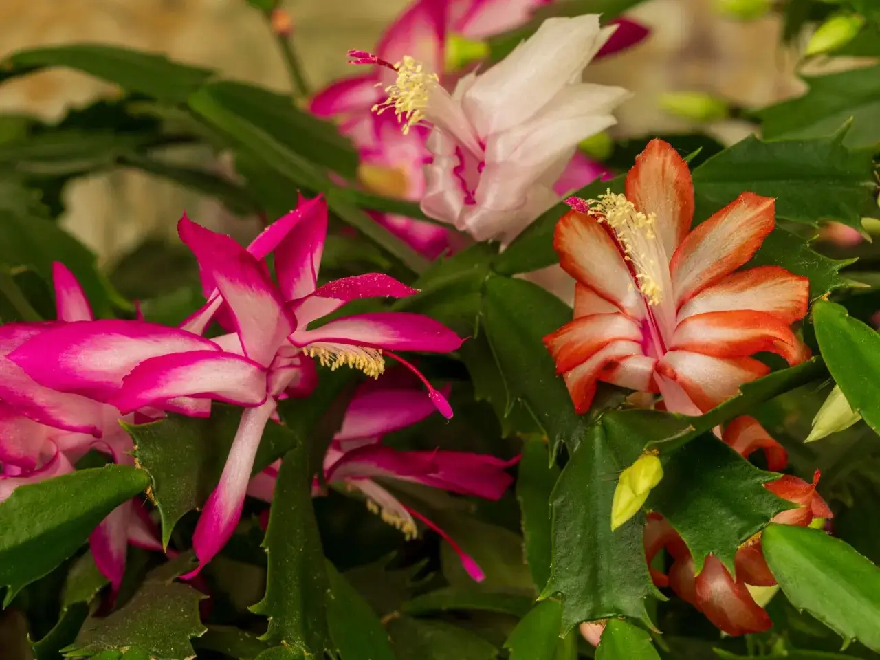 Flores vibrantes de cactus de navidad cuidados, con p&eacute;talos rosados y anaranjados, rodeadas de hojas verdes.