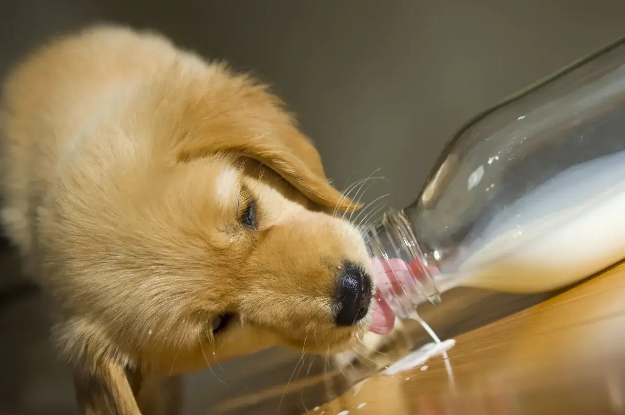 Słodki szczeniak golden retriever pije mleko z butelki. Czy pies może pić mleko? Ten maluch chyba tak!