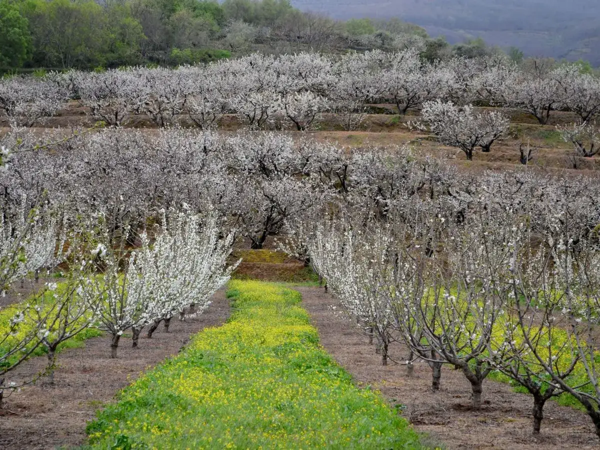 Un campo de almendros en flor, con un camino de flores amarillas, ideal para la ruta de la miel.