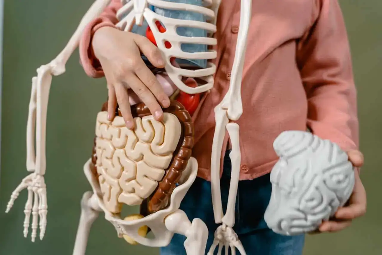 Modelo de anatomía con intestinos y cerebro. Una mano toca el abdomen, sugiriendo distensión abdominal por ansiedad.