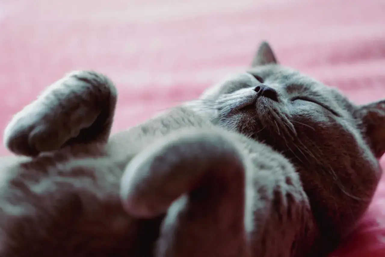 Un gato gris duerme plácidamente, con las patas en el aire, como si estuviera soñar con gatos pequeños y juguetones.