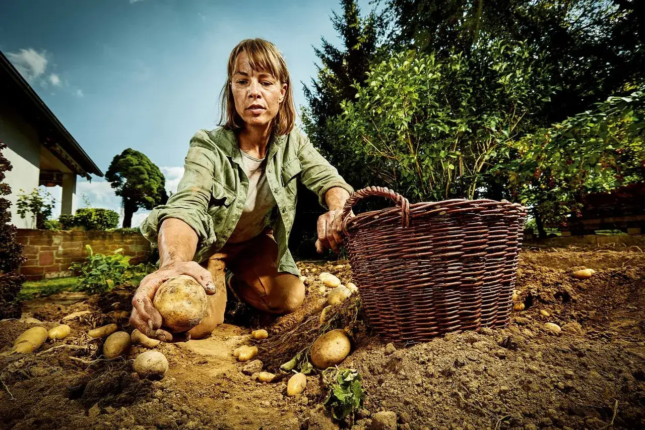 Frau erntet Kartoffeln im Garten. Sie h&auml;lt eine frisch ausgegrabene Kartoffel in der Hand, daneben ein Korb. So wei&szlig; man, wann erntet man Kartoffeln.