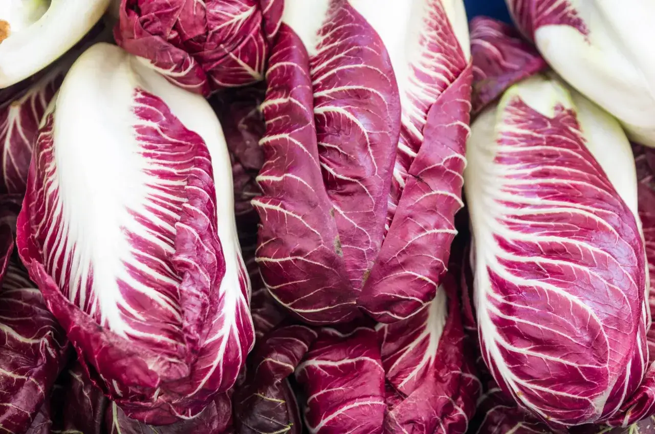 variet&agrave; di radicchio