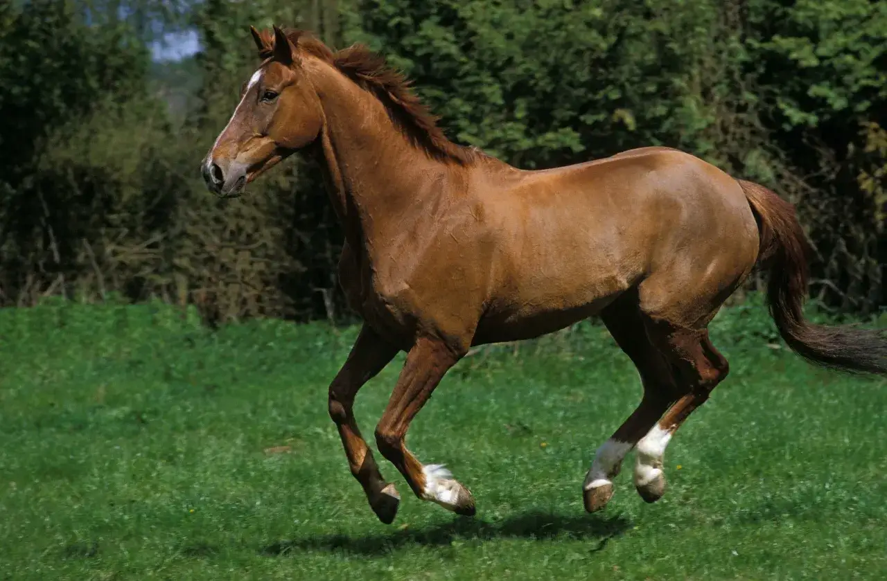 Un magnifique cheval anglo arabe bai galope dans un pré verdoyant, sa crinière au vent.