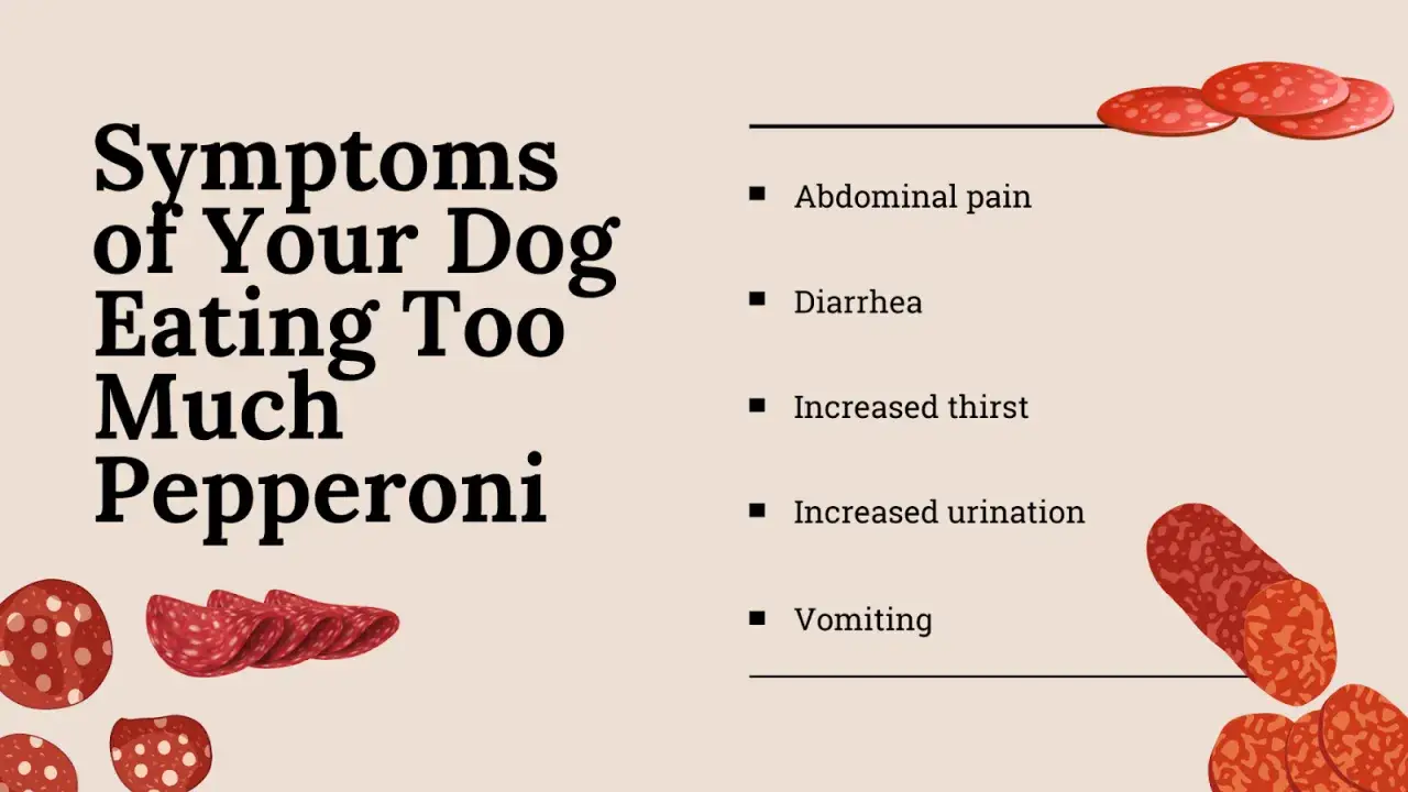 Symptoms of your dog eating too much pepperoni: abdominal pain, diarrhea, increased thirst, increased urination, and vomiting.