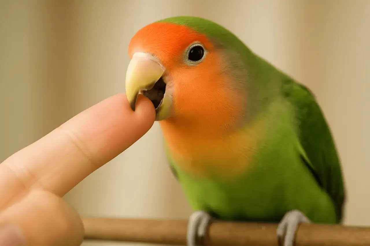 Un pappagallo innamorato, con piumaggio verde e arancione, morde delicatamente un dito.