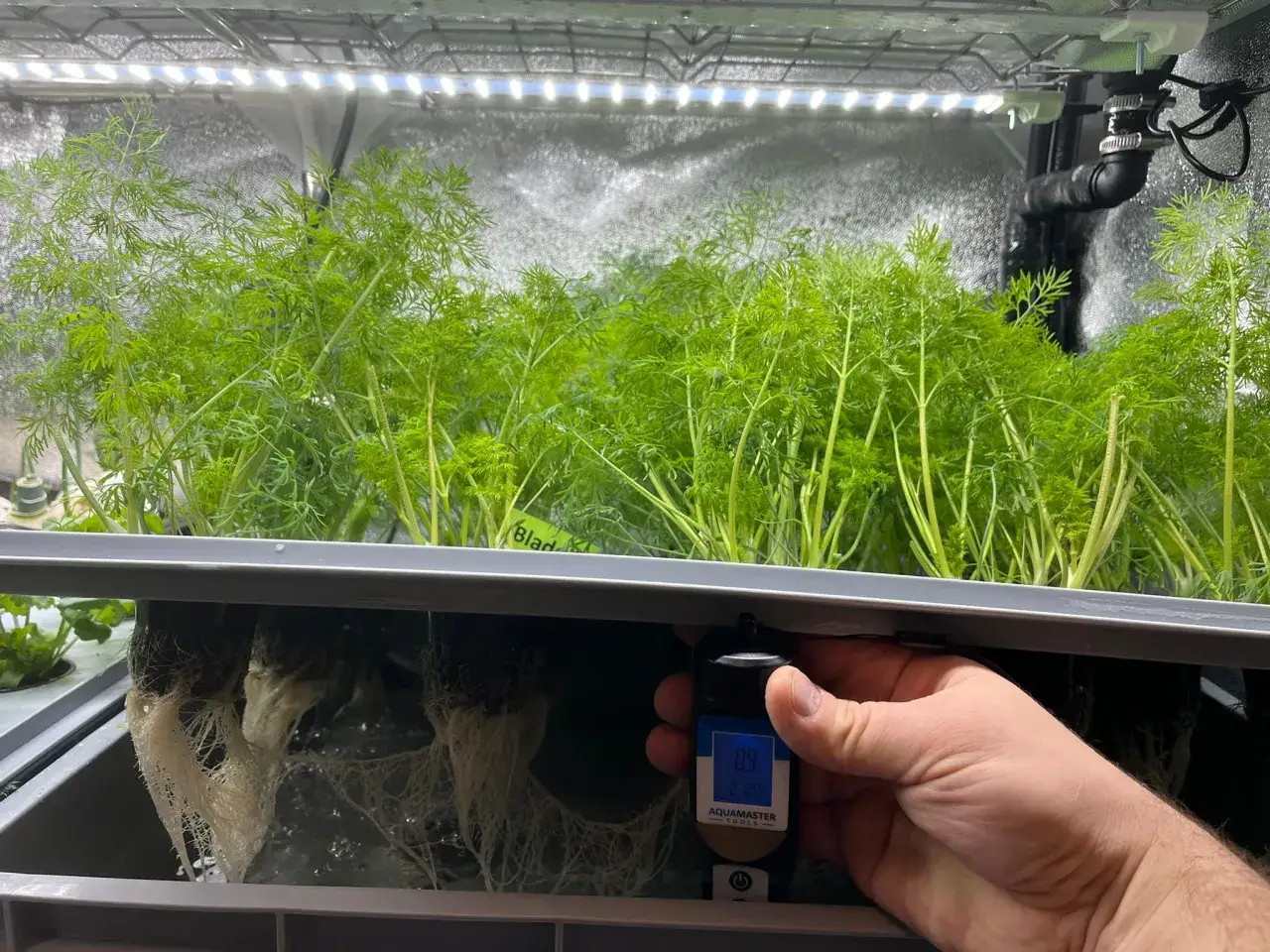 Friska dillplantor i hydroponisk odling. En hand h&aring;ller en m&auml;tare som visar bio ph +.