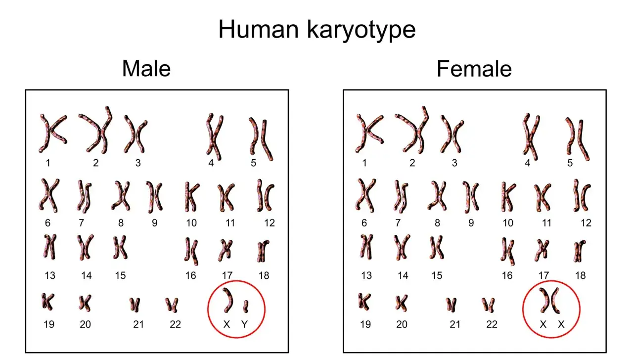 Kariotyp męski i żeński pokazują, ile człowiek ma chromosomów. Mężczyzna ma XY, kobieta XX.