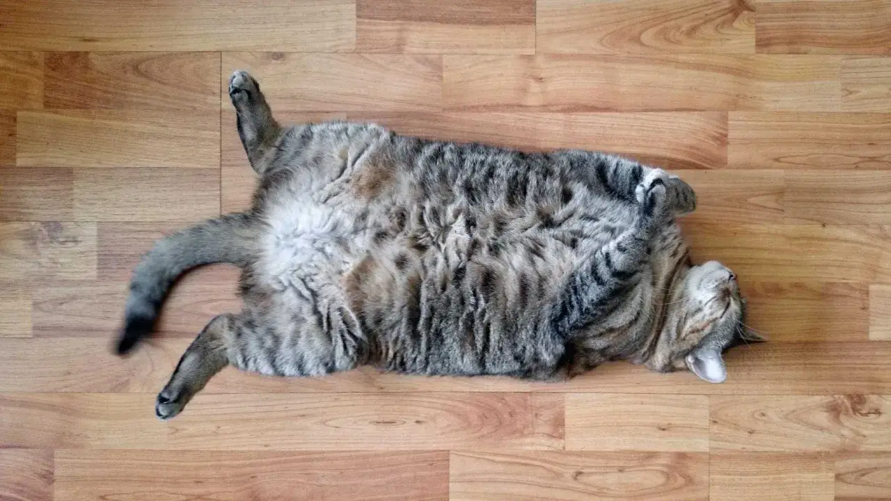 Un chat tigré dort paisiblement sur le dos, pattes en l'air, sur un parquet en bois.