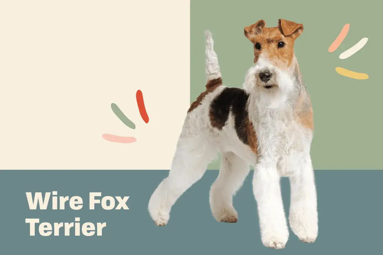 Un vivaz fox terrier pelo duro, con su característico pelaje áspero y tricolor, posa con orgullo.
