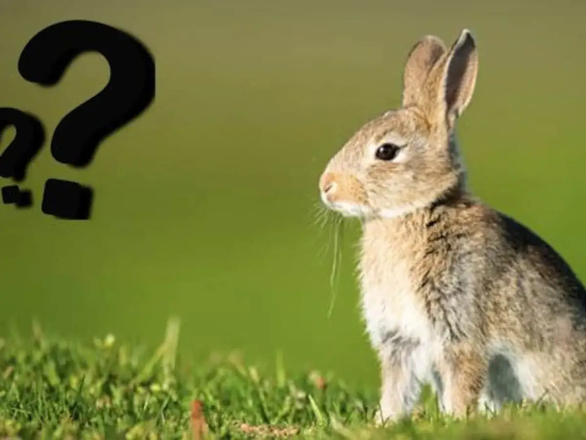 Ein Hase sitzt im Gras. Große schwarze Fragezeichen im Hintergrund werfen die Frage auf: warum klopfen Hasen?