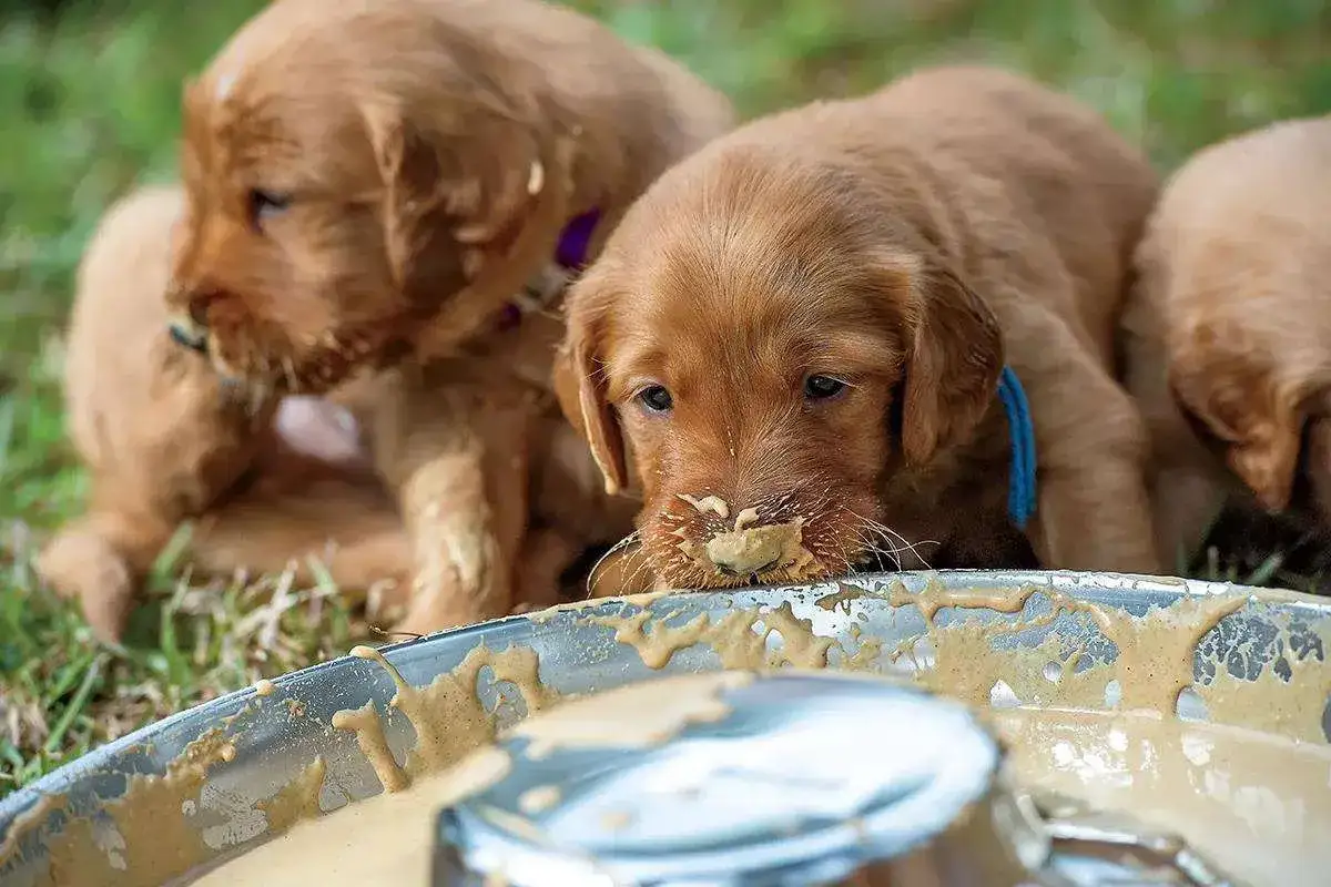 Puppies learning what to feed a 4 week old puppy without mom. They're messy eaters, with one puppy's face covered in food.