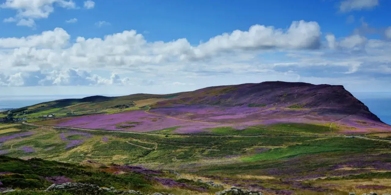 Rolling hills carpeted in purple heather, perfect for scenic Isle of Man trips. A road winds through the landscape towards the sea under a blue, cloudy sky.