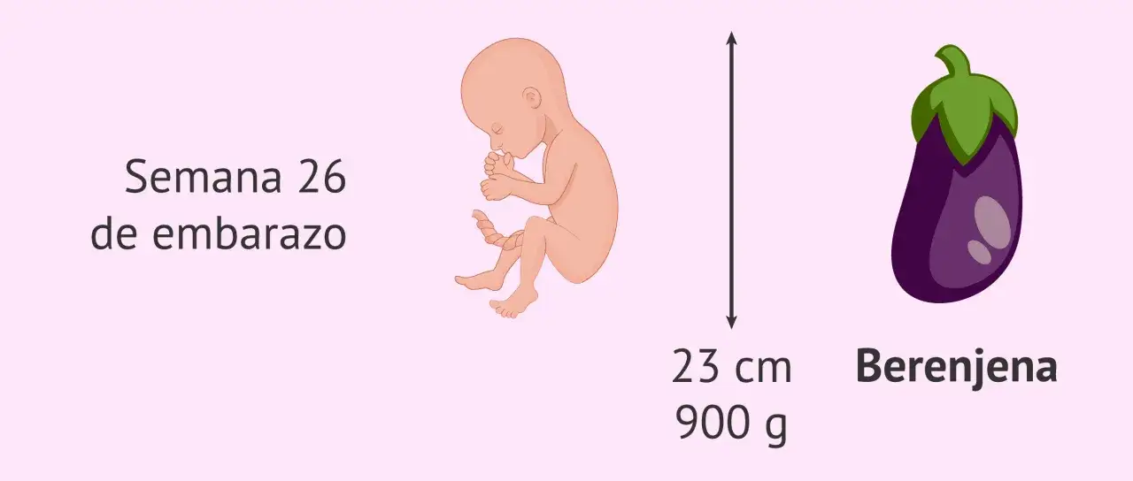 Beb&eacute; de semana 26 de embarazo, con tama&ntilde;o de berenjena, 23 cm y 900 g.