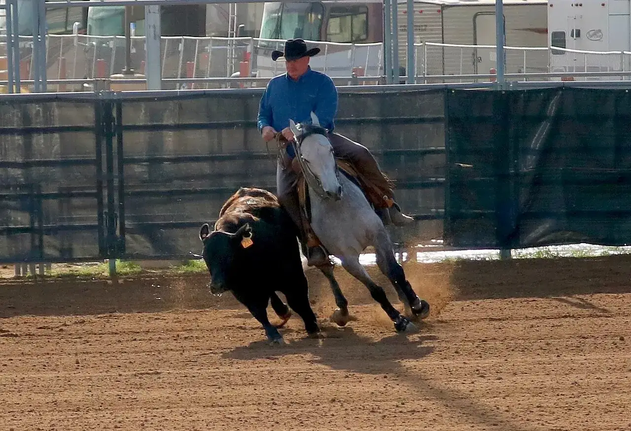 Ein Reiter auf einem hellgrauen Pferd treibt ein schwarzes Rind in einer Arena. Der Reiter trägt einen Cowboyhut und eine blaue Weste. Das Pferd ist in voller Bewegung, Staub wirbelt auf.