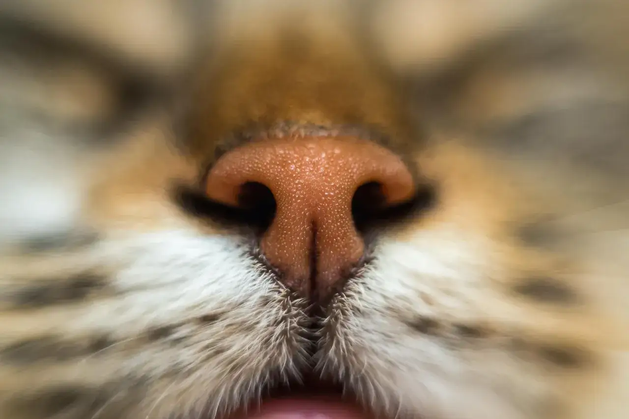 Gros plan sur le pif d'un chat, avec sa truffe rose texturée et ses vibrisses.