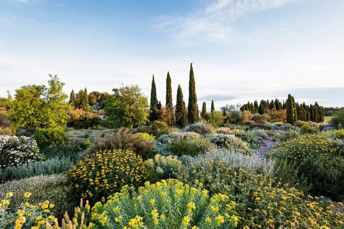 Vaste jardin sec méditerranéen avec cyprès élancés, arbustes fleuris jaunes et blancs, et plantes grises sous un ciel bleu clair.