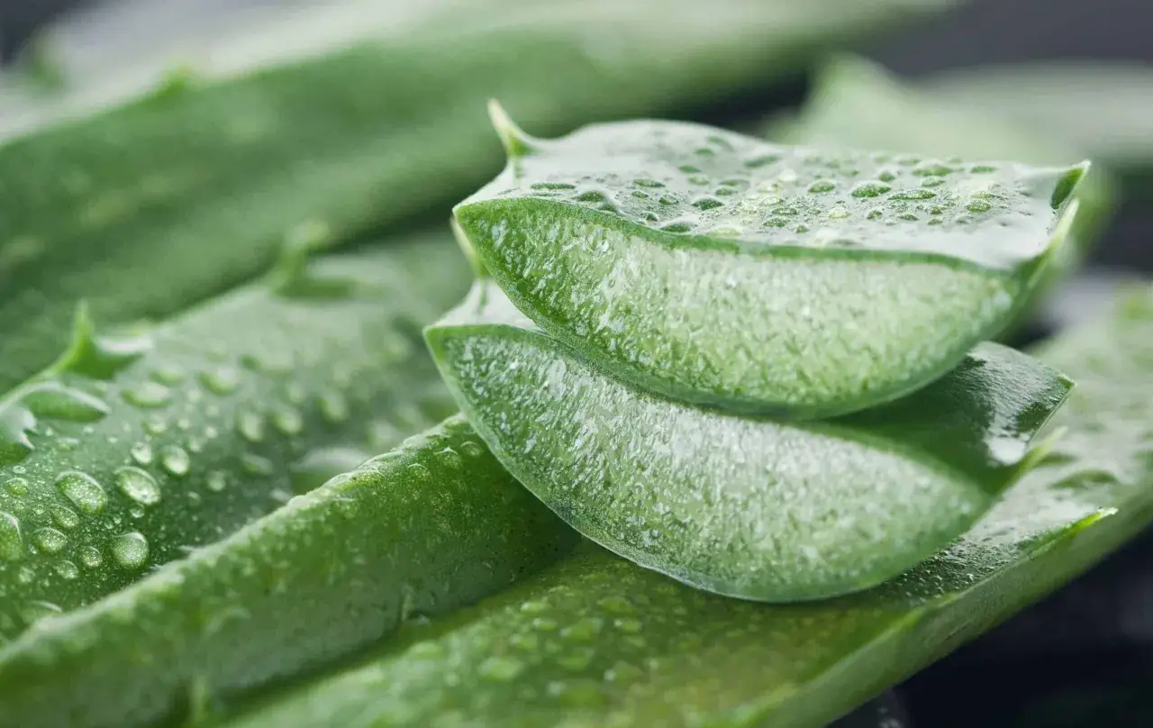 Fette di aloe vera fresche e succose, perfette per scoprire come applicare aloe vera sulla pelle per un sollievo naturale.